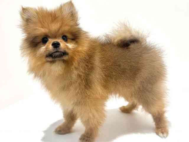 大阪府のポメラニアン (ひごペットフレンドリーイオン高槻店/2025年9月14日生まれ/男の子/オレンジ)の子犬の3枚目の画像