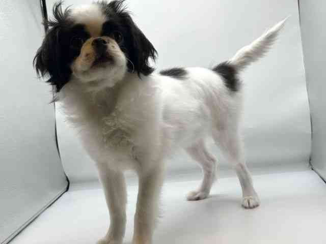 香川県のハーフ犬・ミックス犬 (ひごペットフレンドリーゆめタウン高松店/2025年9月13日生まれ/女の子/パーティーカラー)の子犬の3枚目の画像