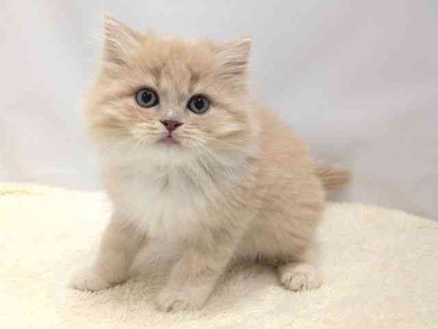 広島県のミヌエット (ひごペットフレンドリーゆめタウン廿日市店/2025年9月15日生まれ/男の子/クリームタビーホワイト)の子猫の3枚目の画像