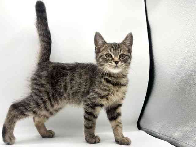 愛知県のマンチカン (ひごペットフレンドリープライムツリー赤池店/2025年9月7日生まれ/男の子/ブラウンタビー)の子猫の3枚目の画像