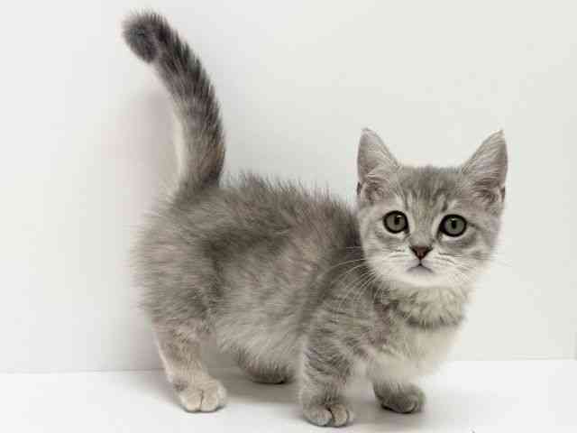 大阪府のマンチカン (ひごペットフレンドリーくずはモール店/2025年9月7日生まれ/女の子/ブルータビー)の子猫の3枚目の画像