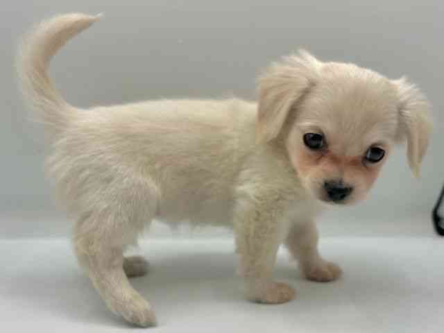 愛知県のチワックス(チワワ×ダックス) (ひごペットフレンドリープライムツリー赤池店/2025年9月13日生まれ/女の子/クリームホワイト)の子犬の3枚目の画像