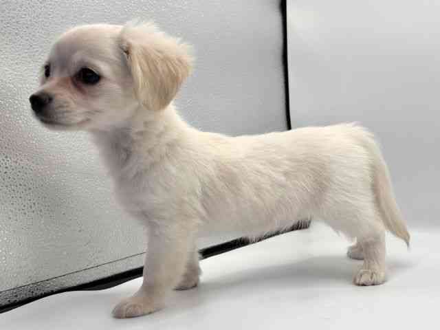 愛知県のチワックス(チワワ×ダックス) (ひごペットフレンドリープライムツリー赤池店/2025年9月13日生まれ/女の子/クリームホワイト)の子犬の3枚目の画像