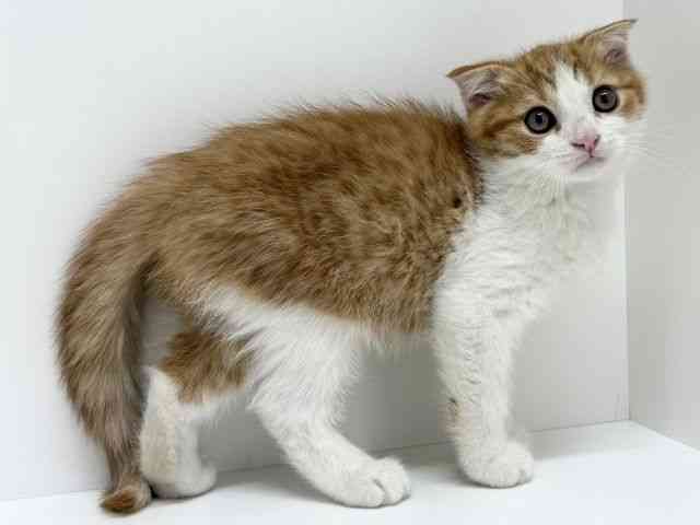 大阪府のスコティッシュフォールド (ひごペットフレンドリーくずはモール店/2025年9月7日生まれ/男の子/レッドタビーホワイト)の子猫の3枚目の画像