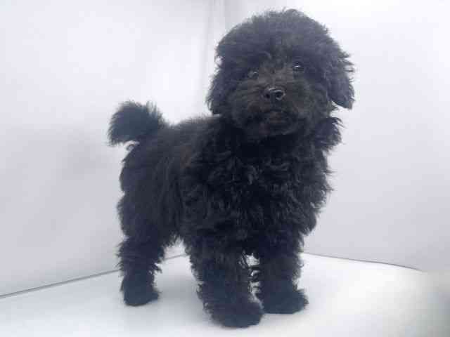 兵庫県のトイプードル(トイ) (ひごペットフレンドリーイオンタウン加古川店/2025年9月13日生まれ/男の子/ブラック)の子犬の3枚目の画像