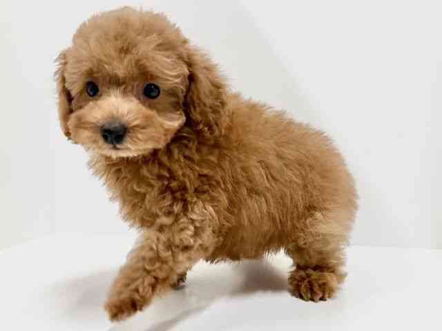 奈良県のトイプードル(トイ) (ひごペットフレンドリーイオンモール橿原ウエスト・ビレッジ店/2025年9月12日生まれ/女の子/レッド)の子犬の3枚目の画像