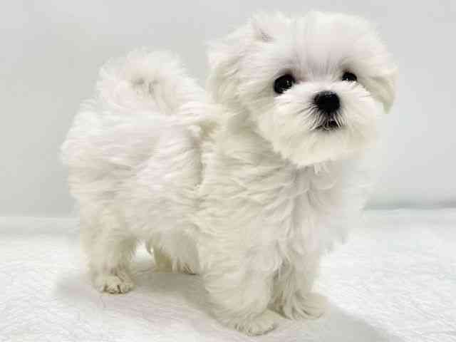 高知県のマルチーズ (ひごペットフレンドリーイオンモール高知店/2025年9月14日生まれ/男の子/ホワイト)の子犬の3枚目の画像