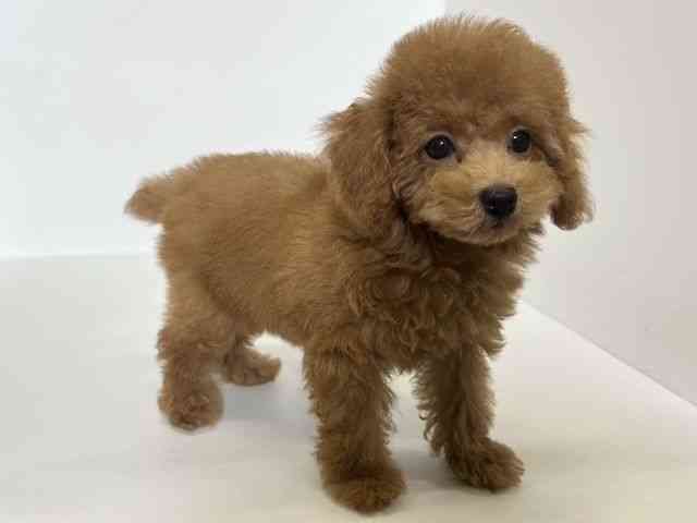 大阪府のトイプードル(トイ) (ひごペットフレンドリーアクロスプラザ住之江店/2025年9月13日生まれ/女の子/レッド)の子犬の3枚目の画像