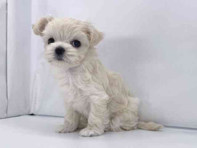 兵庫県のチワマル/マルチワ(チワワ×マルチーズ) (ひごペットフレンドリーイオンタウン加古川店/2025年9月14日生まれ/女の子/クリーム)の子犬の3枚目の画像