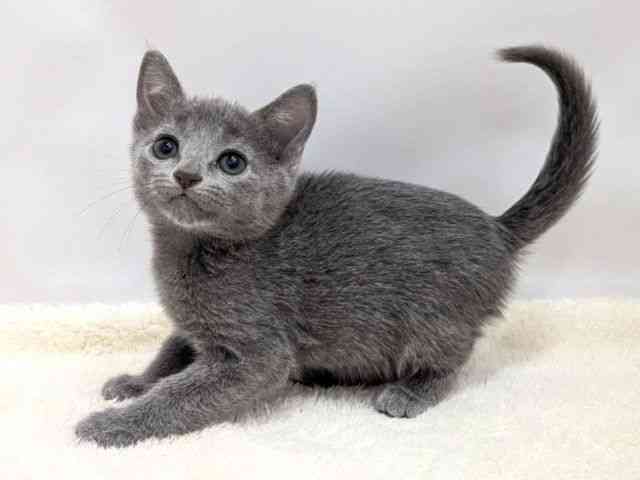 広島県のロシアンブルー (ひごペットフレンドリーゆめタウン廿日市店/2025年9月12日生まれ/男の子/ブルー)の子猫の3枚目の画像