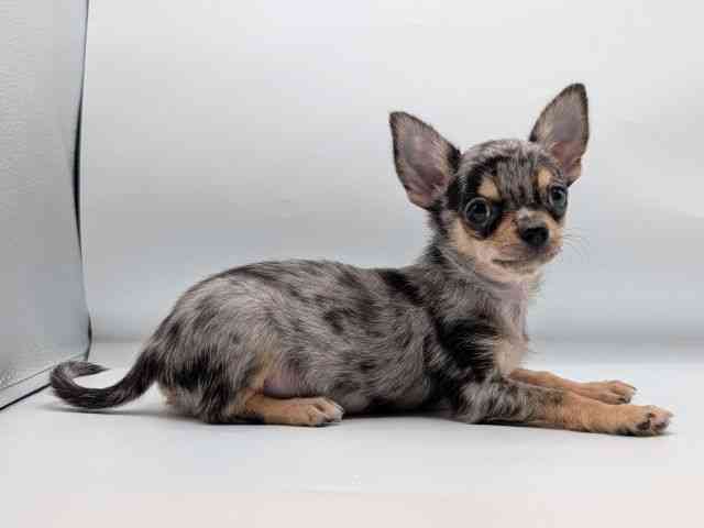 香川県のチワワ(スムース) (ひごペットフレンドリーゆめタウン高松店/2025年9月10日生まれ/男の子/ブルーマール)の子犬の3枚目の画像