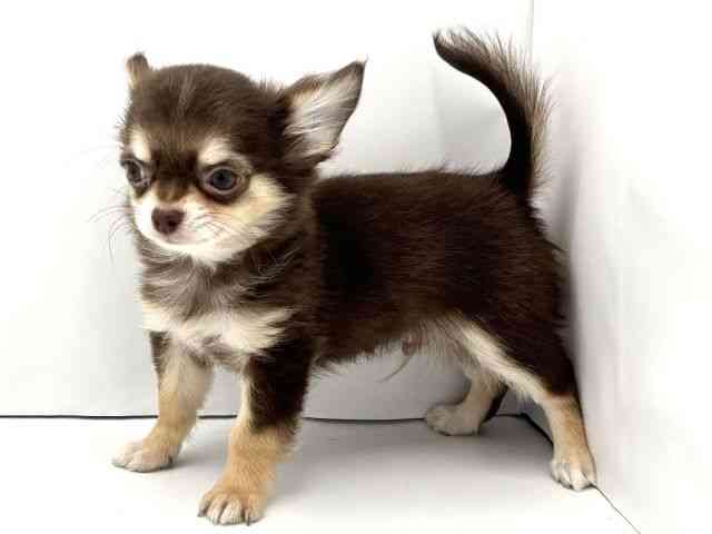 兵庫県のチワワ(ロング) (ひごペットフレンドリークラウンパーク伊丹店/2025年9月16日生まれ/男の子/チョコレートタン)の子犬の3枚目の画像