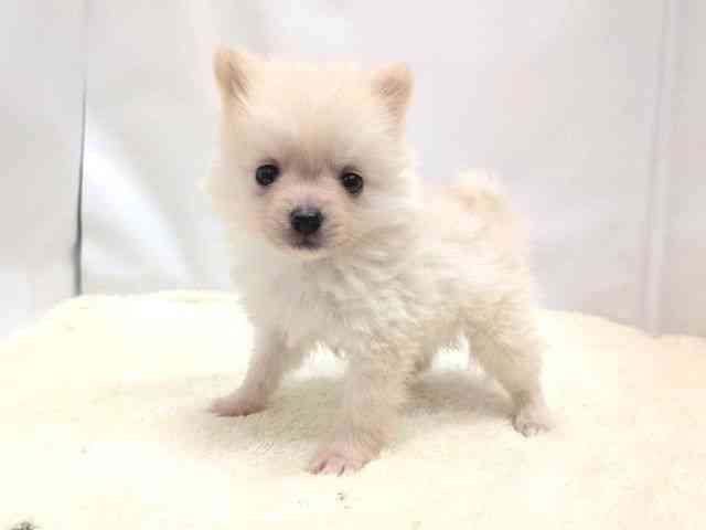 広島県のポメラニアン (ひごペットフレンドリーゆめタウン廿日市店/2025年9月14日生まれ/男の子/ホワイト)の子犬の3枚目の画像