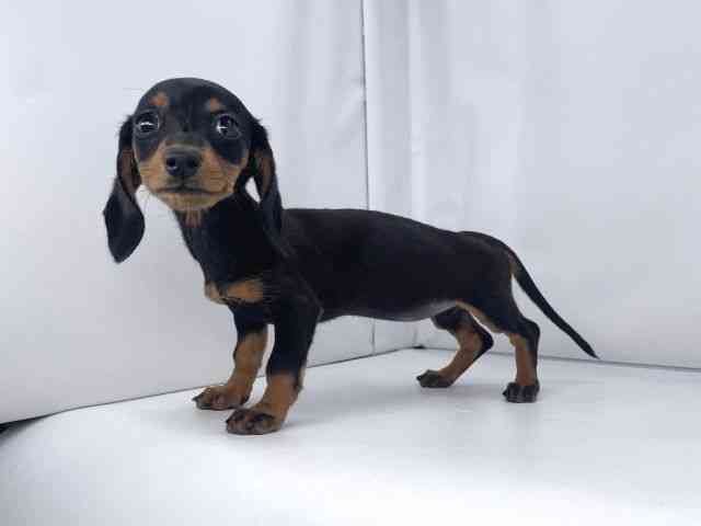 兵庫県のミニチュアダックスフンド(スムース) (ひごペットフレンドリーイオンタウン加古川店/2025年9月6日生まれ/女の子/ブラックタン)の子犬の3枚目の画像