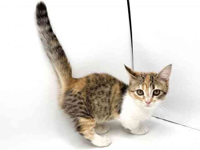 大阪府のマンチカン (ひごペットフレンドリーみのおキューズモール店/2025年9月15日生まれ/女の子/キャリコ)の子猫の3枚目の画像