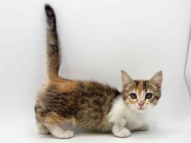 大阪府のマンチカン (ひごペットフレンドリーみのおキューズモール店/2025年9月15日生まれ/女の子/キャリコ)の子猫の3枚目の画像