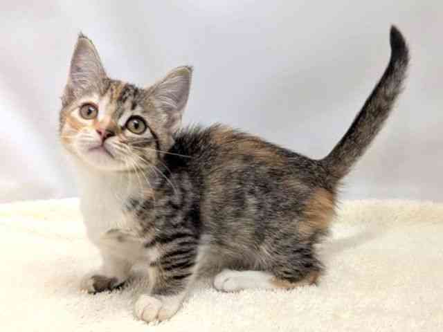 広島県のマンチカン (ひごペットフレンドリーゆめタウン廿日市店/2025年9月15日生まれ/女の子/キャリコ)の子猫の3枚目の画像