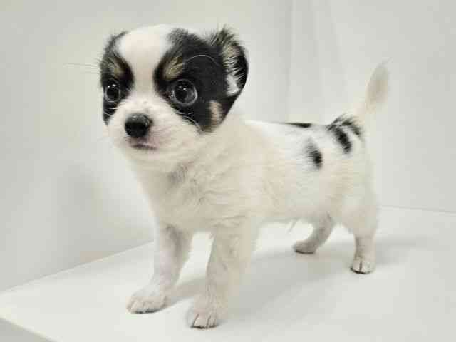 愛知県のチワワ(ロング) (ひごペットフレンドリーイトーヨーカドー知多店/2025年9月15日生まれ/男の子/ホワイトブラックタン)の子犬の3枚目の画像