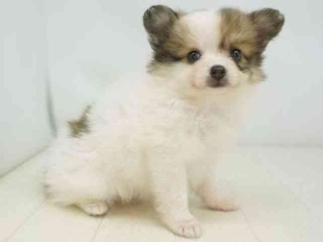 福岡県のポメチワ/チワポメ/ポメチー(ポメラニアン×チワワ) (ひごペットフレンドリーゆめタウン筑紫野店/2025年9月13日生まれ/女の子/パーティーカラー)の子犬の3枚目の画像