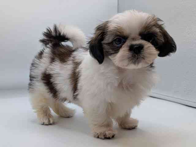 香川県のシーズー (ひごペットフレンドリーゆめタウン高松店/2025年9月16日生まれ/女の子/ホワイトゴールド)の子犬の3枚目の画像