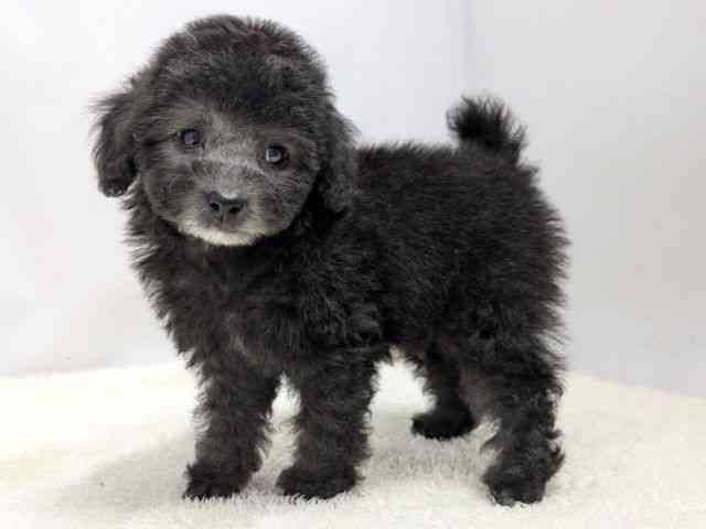 広島県のトイプードル(トイ) (ひごペットフレンドリーゆめタウン廿日市店/2025年9月15日生まれ/女の子/シルバー)の子犬の3枚目の画像