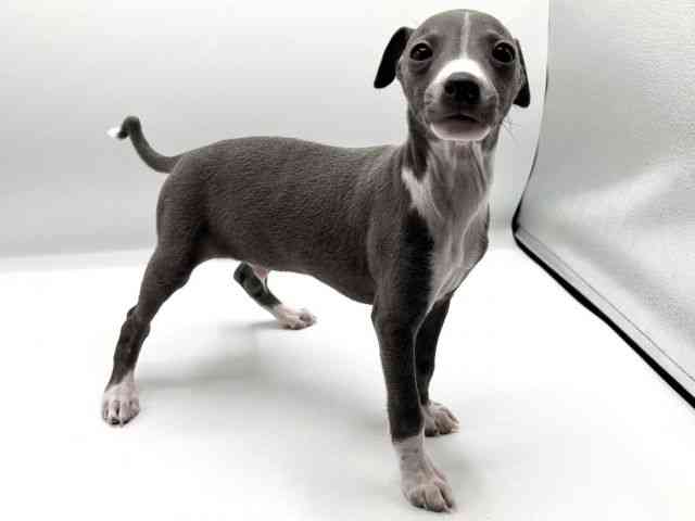 京都府のイタリアングレーハウンド (ひごペットフレンドリーイオンモール高の原店/2025年9月15日生まれ/男の子/ブルーホワイト)の子犬の3枚目の画像