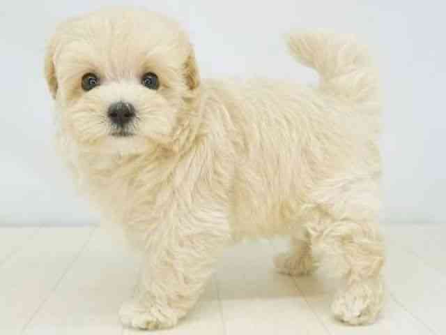 福岡県のマルプー(マルチーズ×プードル) (ひごペットフレンドリーゆめタウン筑紫野店/2025年9月14日生まれ/女の子/アプリコット)の子犬の3枚目の画像