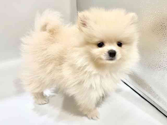 大阪府のポメラニアン (ひごペットフレンドリーイオンタウン豊中庄内店/2025年9月7日生まれ/男の子/クリーム)の子犬の3枚目の画像
