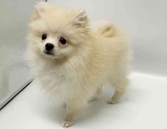 大阪府のポメラニアン (ひごペットフレンドリーイオンタウン豊中庄内店/2025年9月7日生まれ/男の子/クリーム)の子犬の3枚目の画像