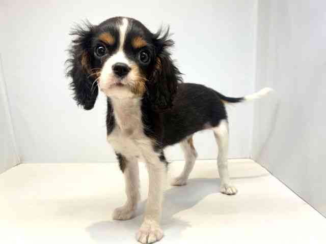 大阪府のキャバリアキングチャールズスパニエル (ひごペットフレンドリーセブンパーク天美店/2025年9月9日生まれ/女の子/トライカラー)の子犬の3枚目の画像