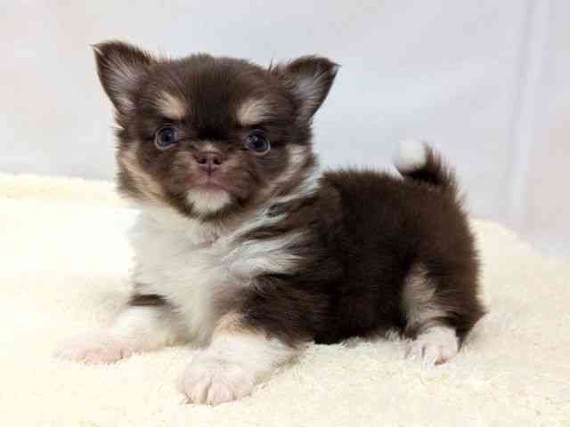 広島県のチワワ(ロング) (ひごペットフレンドリーゆめタウン廿日市店/2025年9月16日生まれ/女の子/チョコレートタンホワイト)の子犬の3枚目の画像