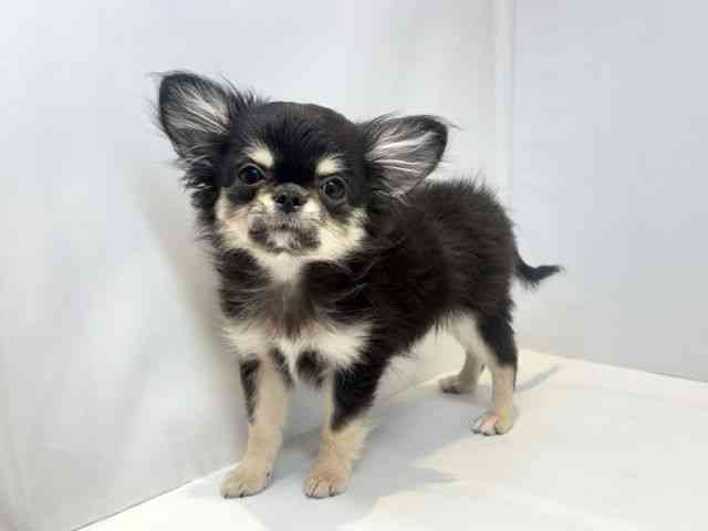 大阪府のチワワ(ロング) (ひごペットフレンドリーセブンパーク天美店/2025年9月15日生まれ/男の子/ブラックタンホワイト)の子犬の3枚目の画像