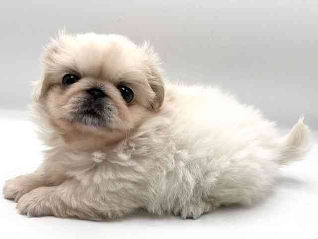 京都府のペキニーズ (ひごペットフレンドリーイオンモール高の原店/2025年9月15日生まれ/女の子/ホワイト)の子犬の3枚目の画像