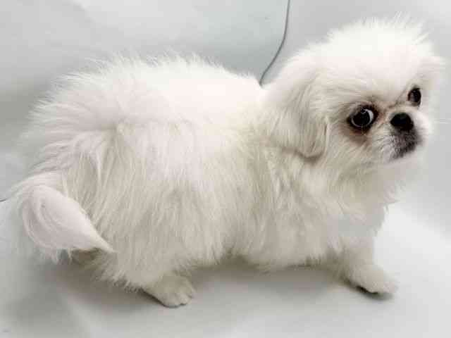 大阪府のペキニーズ (ひごペットフレンドリーみのおキューズモール店/2025年9月16日生まれ/男の子/ホワイト)の子犬の3枚目の画像