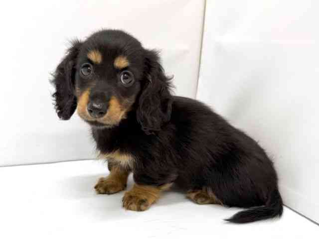 大阪府のミニチュアダックスフンド(ロング) (ひごペットフレンドリーイオンタウン茨木太田店/2025年9月15日生まれ/女の子/ブラックタン)の子犬の3枚目の画像