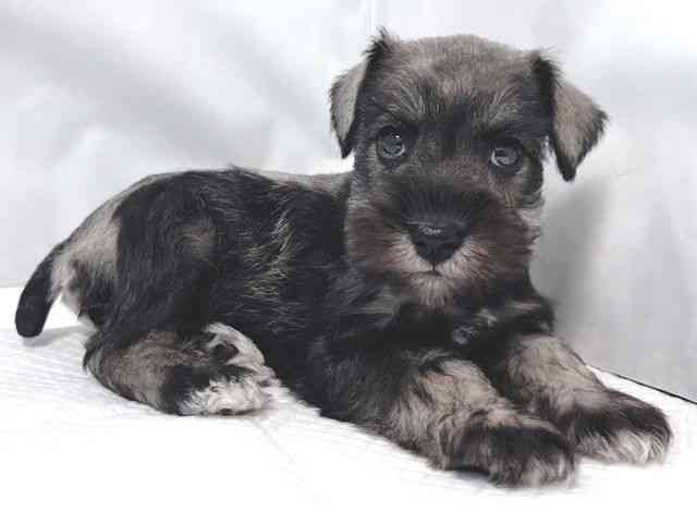 大阪府のミニチュアシュナウザー (ひごペットフレンドリー堺プラットプラット店/2025年9月16日生まれ/女の子/ソルトペッパー)の子犬の3枚目の画像