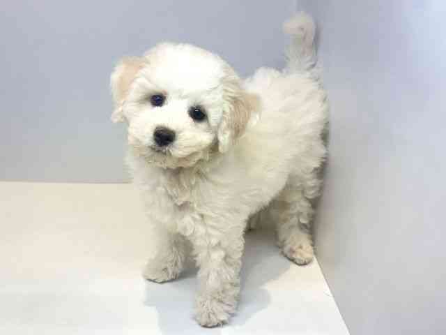 大阪府のビションフリーゼ (ひごペットフレンドリーセブンパーク天美店/2025年9月9日生まれ/男の子/ホワイト)の子犬の3枚目の画像