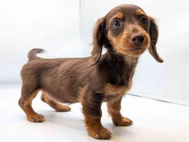 香川県のミニチュアダックスフンド(ロング) (ひごペットフレンドリーゆめタウン高松店/2025年9月11日生まれ/女の子/チョコレートタン)の子犬の3枚目の画像