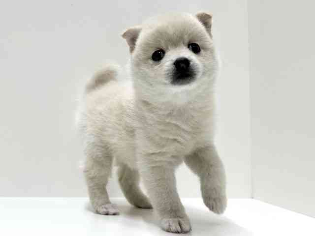 愛知県のポメ柴/豆ポメ/ポメ豆柴(ポメラニアン×柴犬) (ひごペットフレンドリーららぽーと名古屋みなとアクルス店/2025年9月15日生まれ/女の子/クリーム)の子犬の3枚目の画像