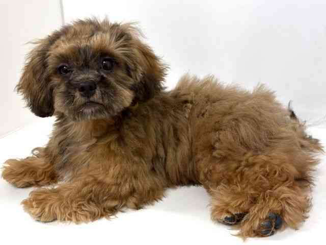 大阪府のペキプー(ペキニーズ×プードル) (ひごペットフレンドリーベルファⅡ都島店/2025年9月15日生まれ/男の子/レッド)の子犬の3枚目の画像