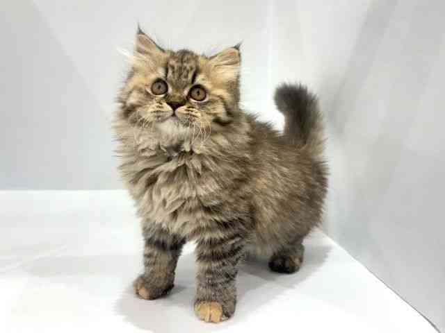 大阪府のエキゾチック (ひごペットフレンドリーセブンパーク天美店/2025年9月13日生まれ/女の子/ブラウンパッチドマッカレルタビー)の子猫の3枚目の画像