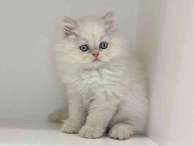 兵庫県のエキゾチック (ひごペットフレンドリーイトーヨーカドー明石店/2025年9月13日生まれ/男の子/クリームポイント)の子猫の3枚目の画像