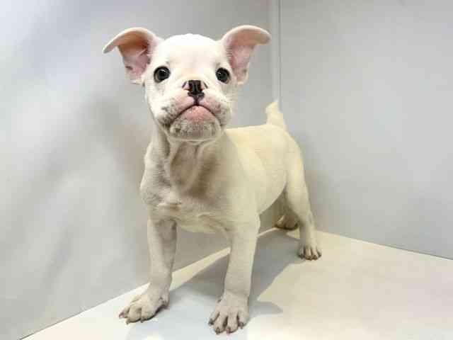 大阪府のハーフ犬・ミックス犬 (ひごペットフレンドリーセブンパーク天美店/2025年9月15日生まれ/男の子/ホワイト)の子犬の3枚目の画像