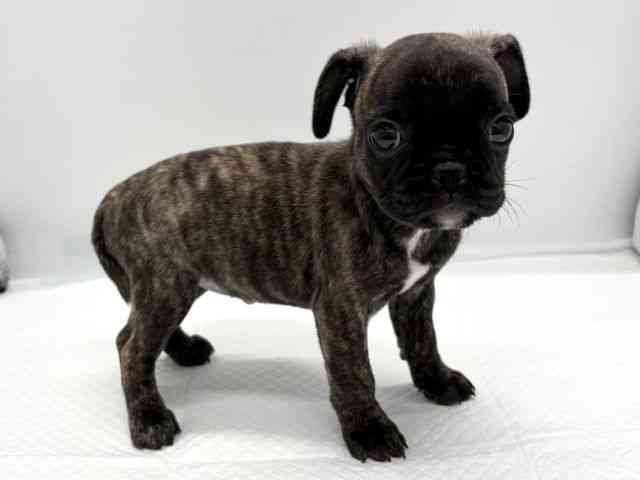 京都府のフレンチパグ/パグフレンチ(フレンチブルドック×パグ) (ひごペットフレンドリー京都店/2025年9月16日生まれ/女の子/ブリンドル)の子犬の3枚目の画像