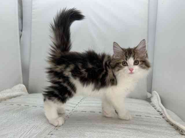 島根県のノルウェージャンフォレストキャット (ひごペットフレンドリーイオンモール出雲店/2025年8月31日生まれ/女の子/ブラウンタビーホワイト)の子猫の3枚目の画像