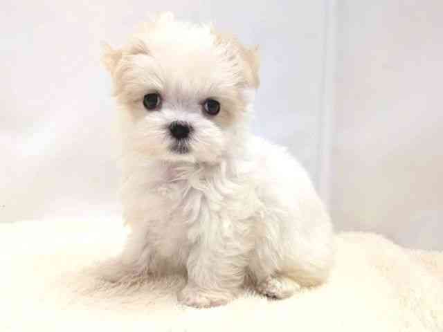 広島県のマルチーズ (ひごペットフレンドリーゆめタウン廿日市店/2025年9月14日生まれ/女の子/ホワイト)の子犬の3枚目の画像