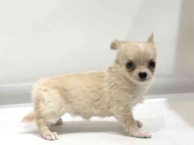 愛知県のチワワ(ロング) (ひごペットフレンドリーヴィアモール アピタ江南西店/2025年9月12日生まれ/女の子/クリーム)の子犬の3枚目の画像