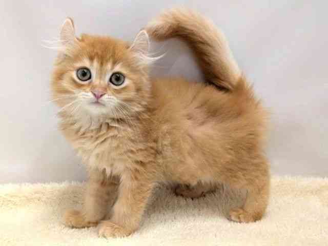 広島県のキンカロー (ひごペットフレンドリーゆめタウン廿日市店/2025年9月10日生まれ/女の子/レッドティックドタビー)の子猫の3枚目の画像