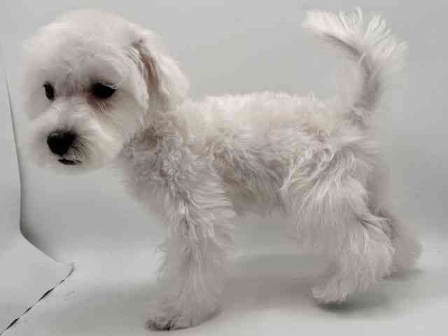 大阪府のハーフ犬・ミックス犬 (ひごペットフレンドリーみのおキューズモール店/2025年9月15日生まれ/男の子/ホワイト)の子犬の3枚目の画像