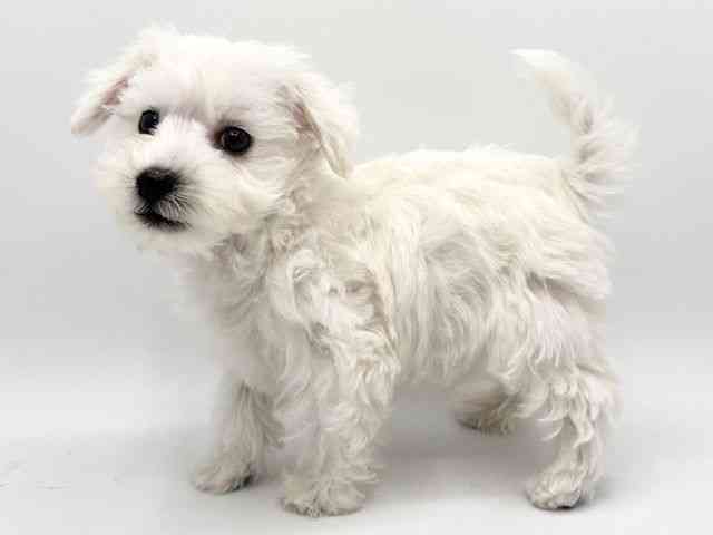 大阪府のハーフ犬・ミックス犬 (ひごペットフレンドリーみのおキューズモール店/2025年9月15日生まれ/男の子/ホワイト)の子犬の3枚目の画像